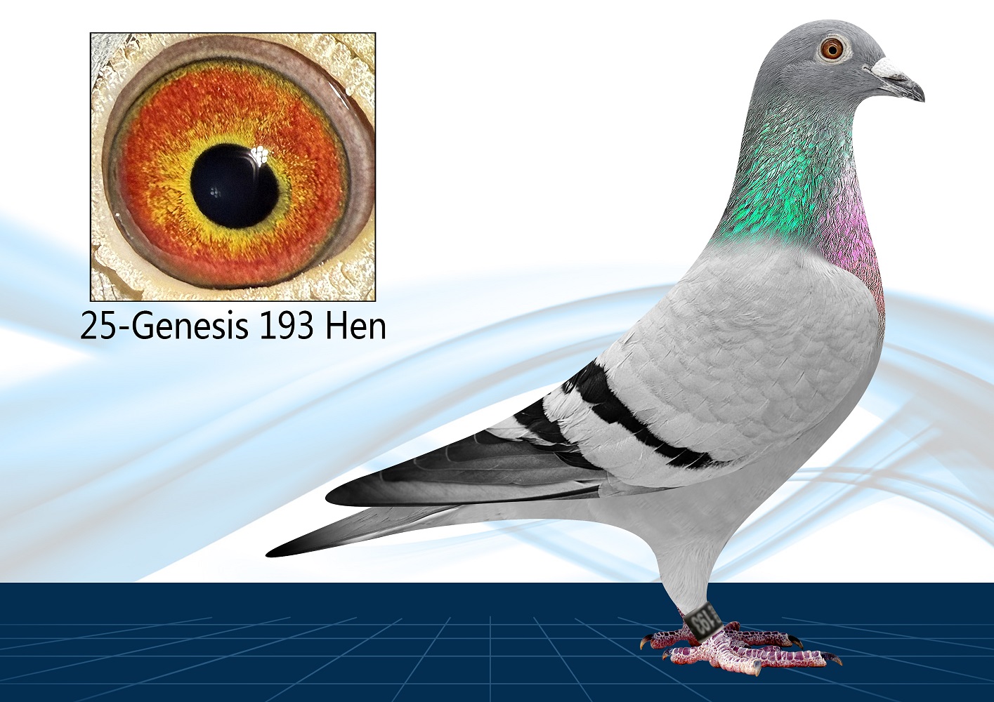 25-193(Hen) Inbred Surebet