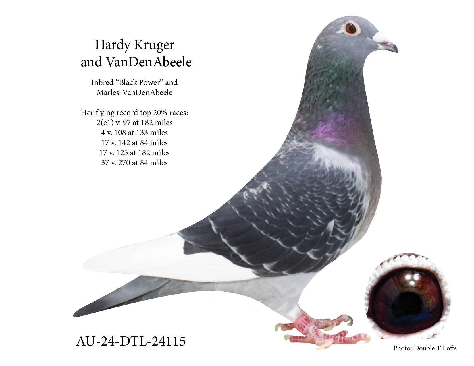 Hardy Kruger & VanDenAbeele