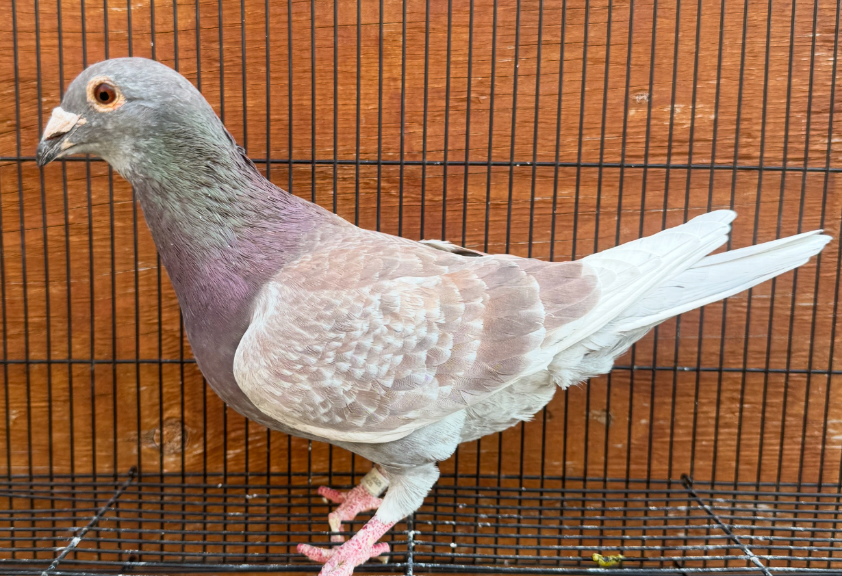 2025 Foundation Cock 