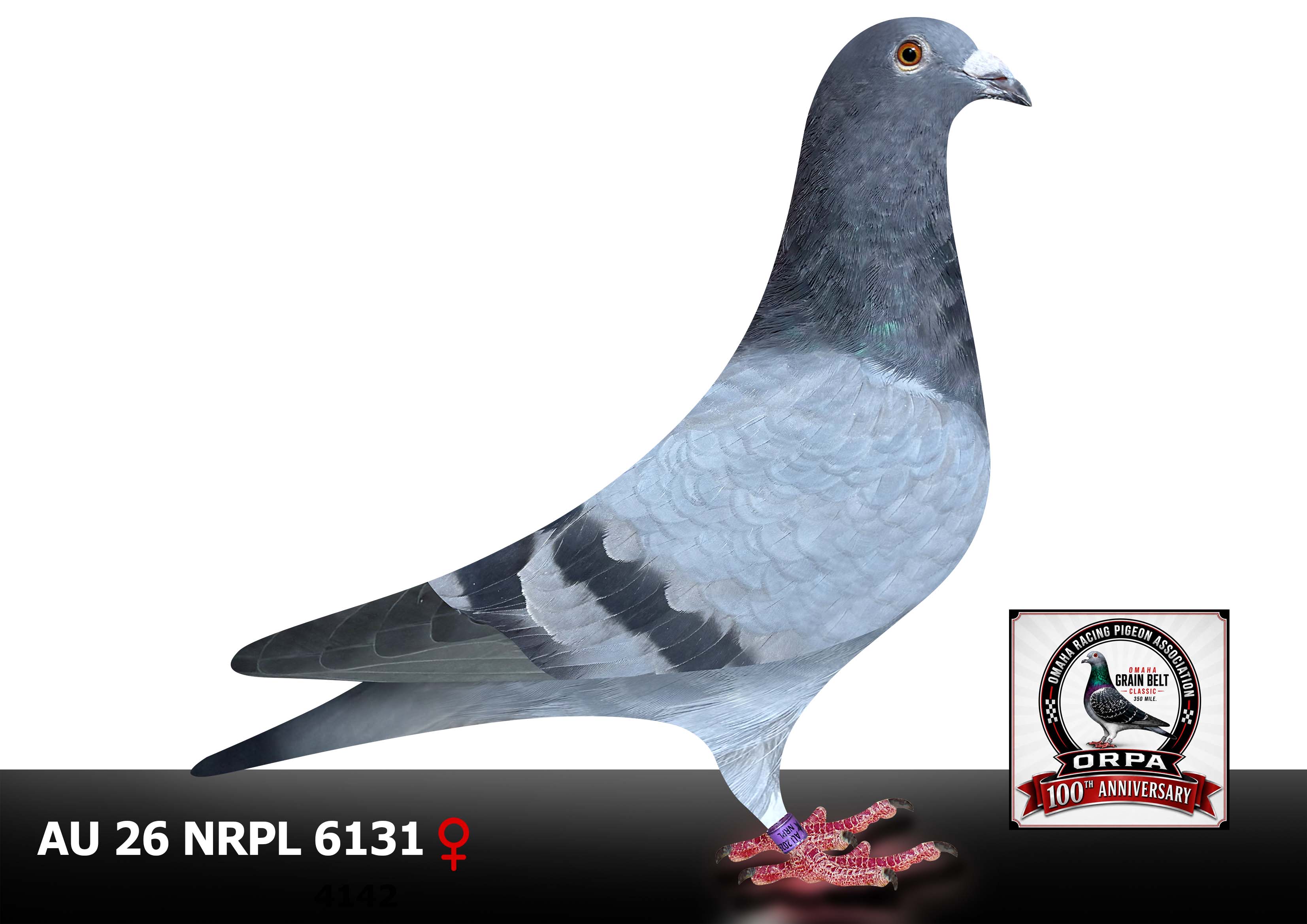 18 BE-3036495 Cock  26 NRPL 6131 H