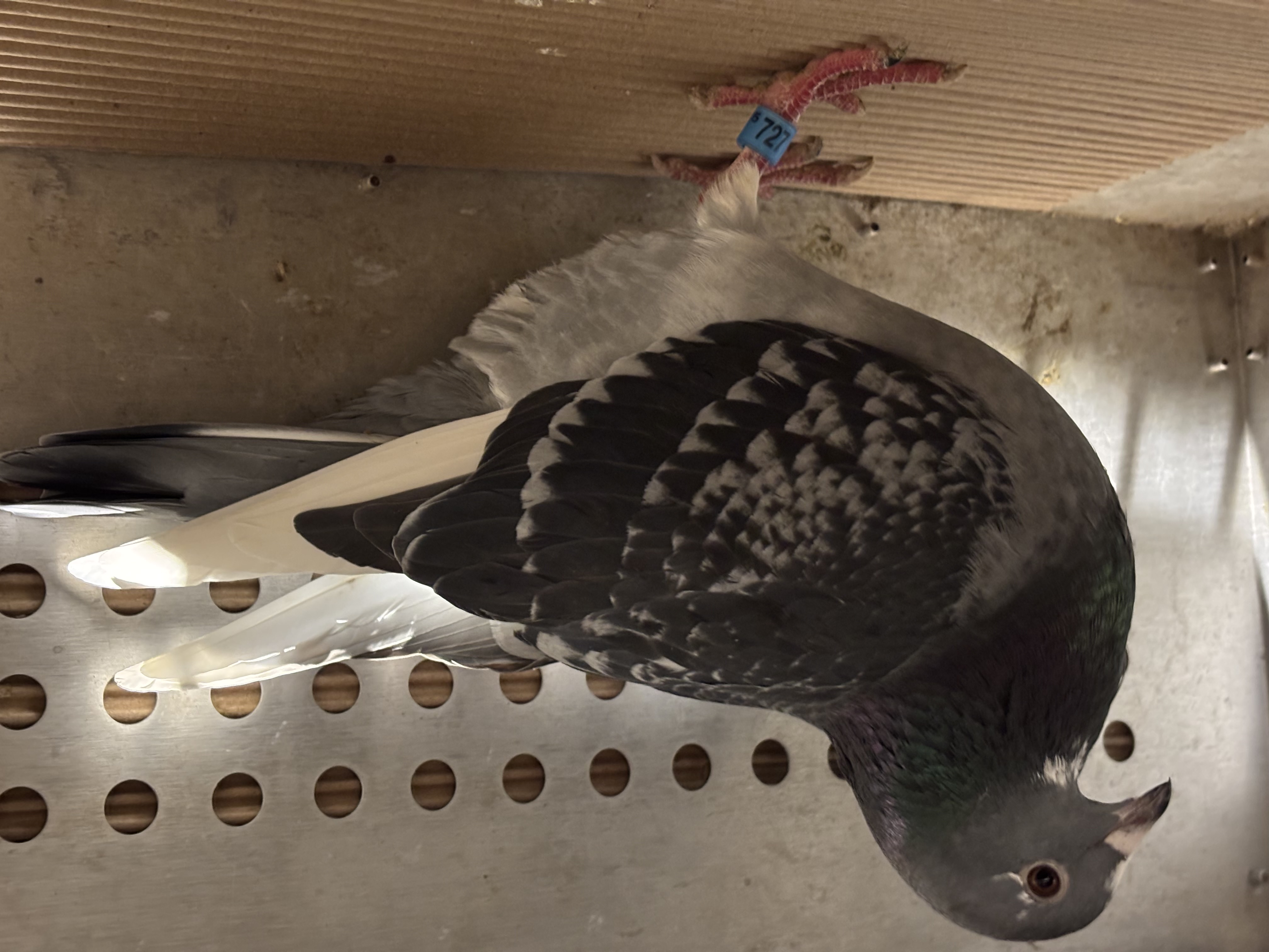 Jan Aarden Louella x J van Alphen 