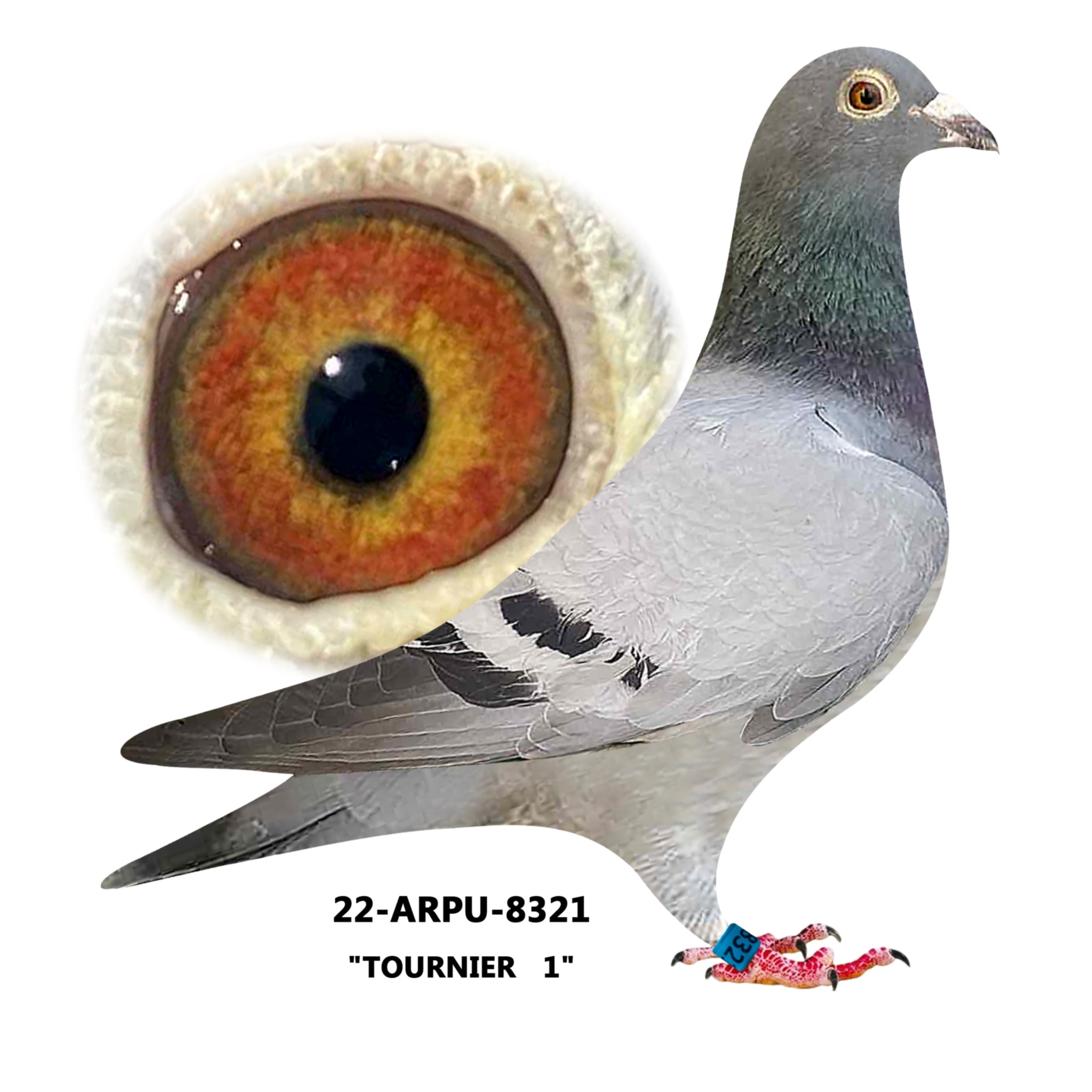 22-ARPU-8321 Blue Bar Hen.