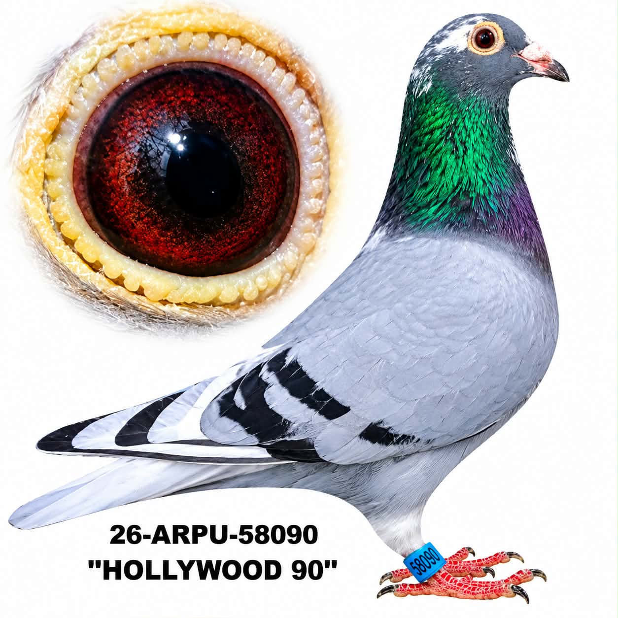 26-ARPU-58090 Blue Bar WF Hen.