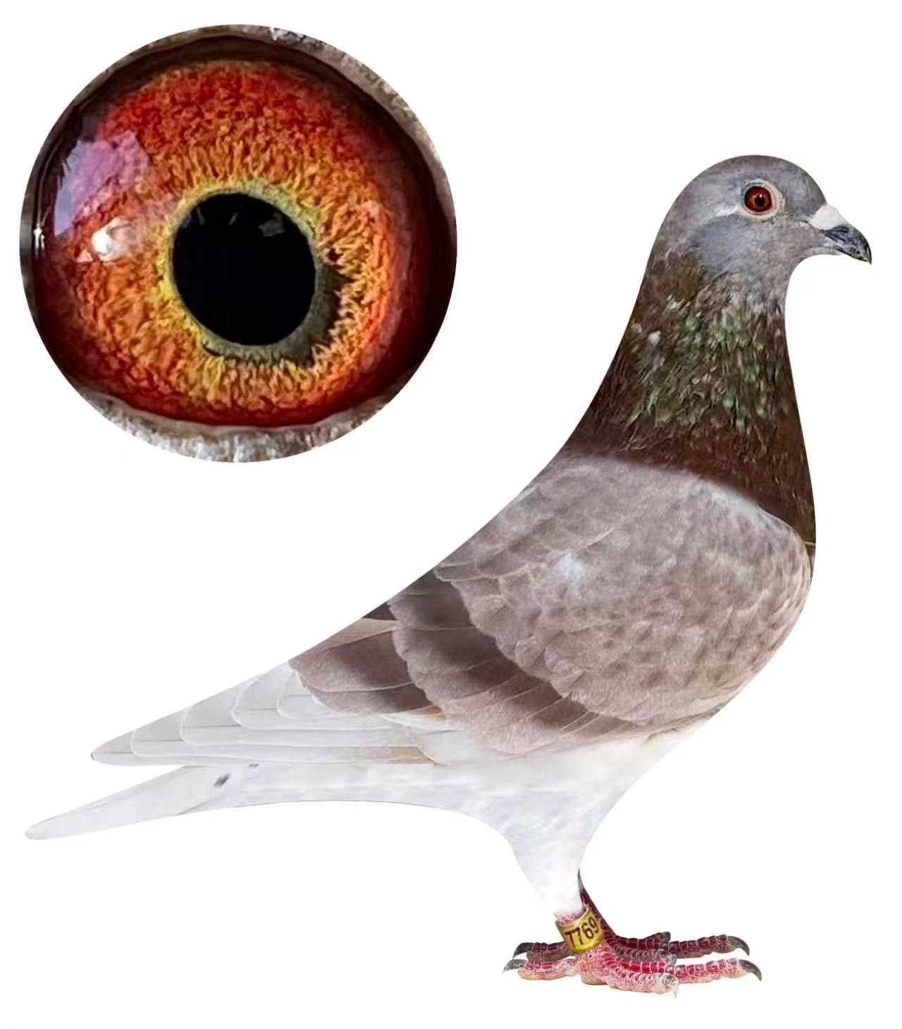 25-AU -7769  Silver Cock 