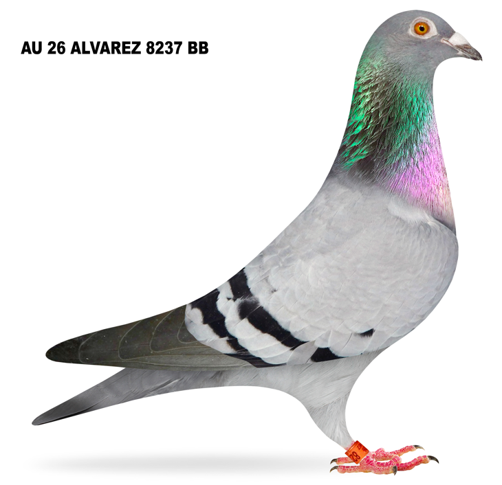 AU 2026 ALVAREZ 8237