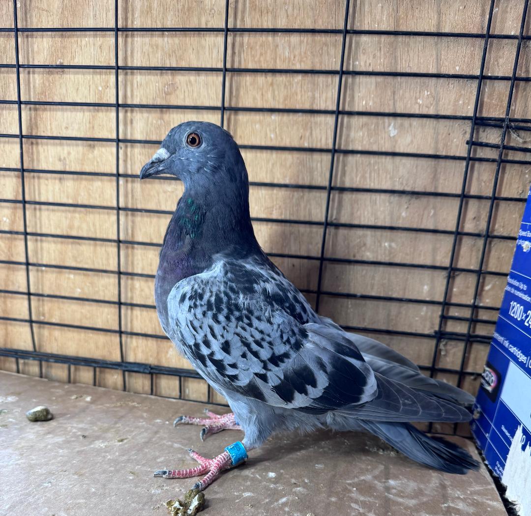 DOUBLE BRED RED MONKEY