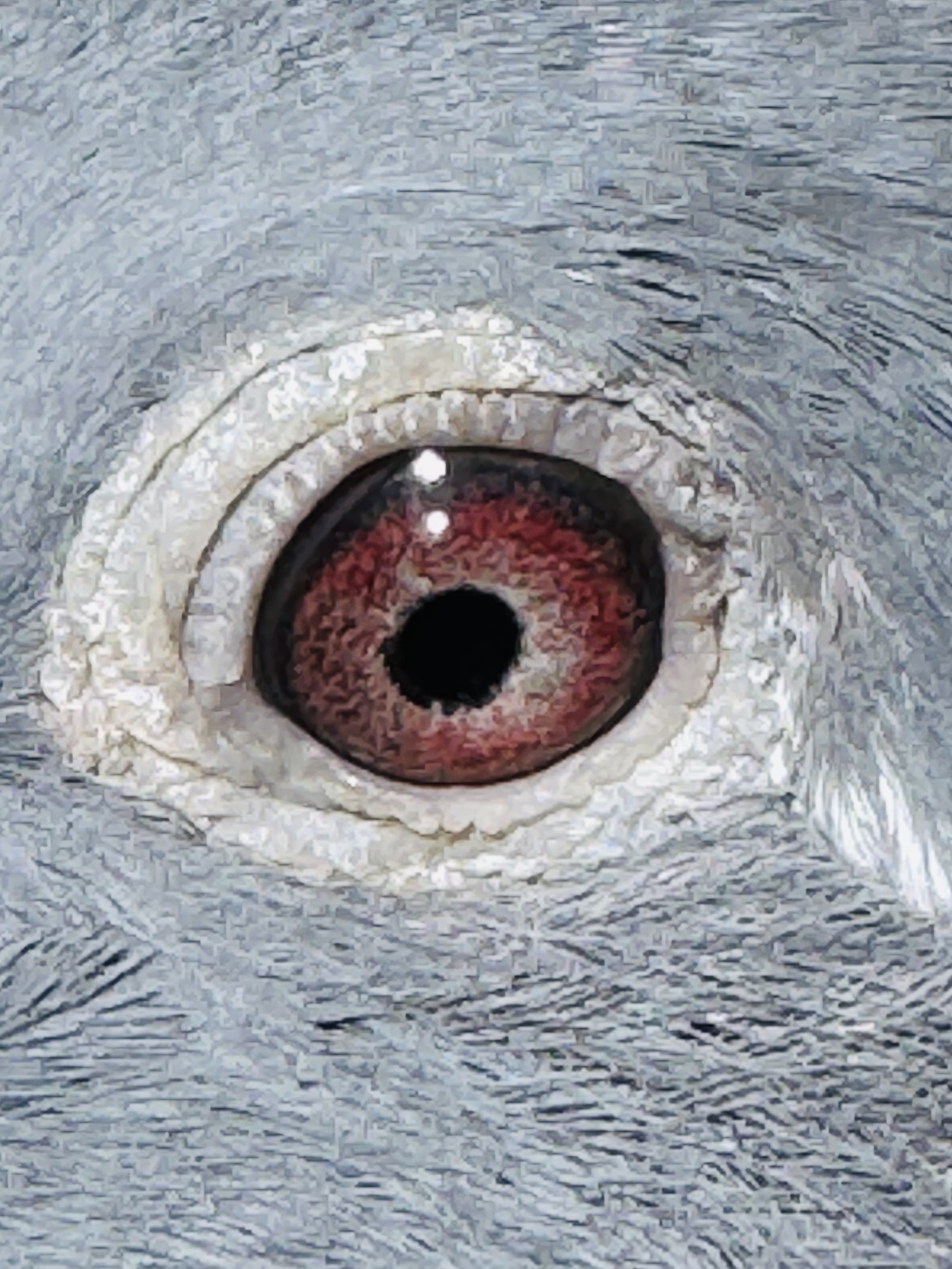 Preview Image 2