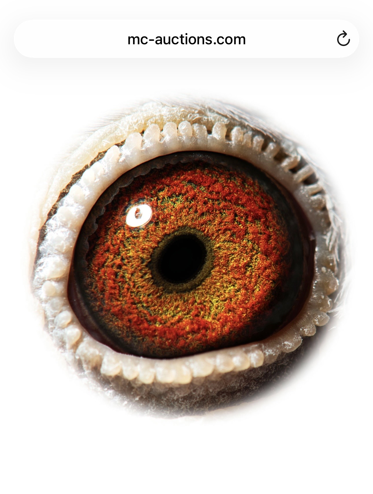 Preview Image 4