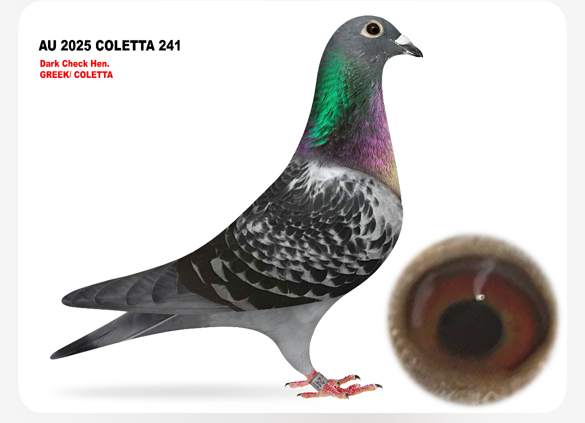 AU 2015 Coletta 241 Dark Check Hen
