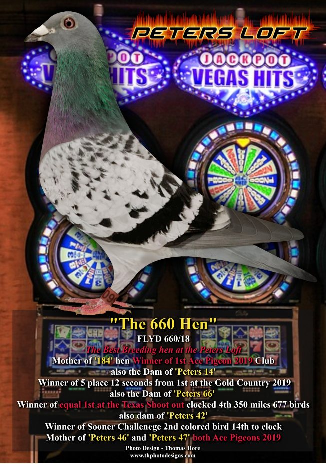 iPigeon.com - Racing Pigeon Auction