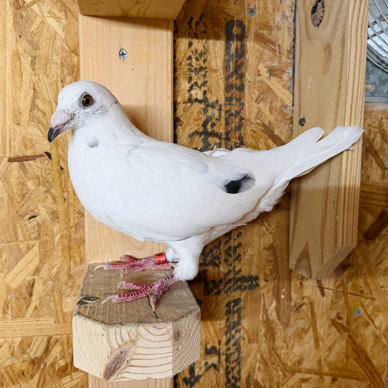 AU 26 BYRUM 612 White Grizzle Cock