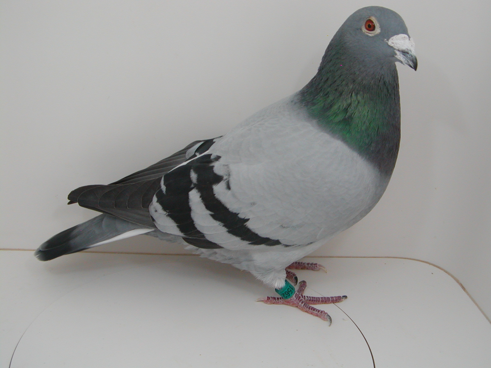 AU 21 JEDDS 1562 "CLONE CITY" DIRECT FROM MY #1 COCK MATED