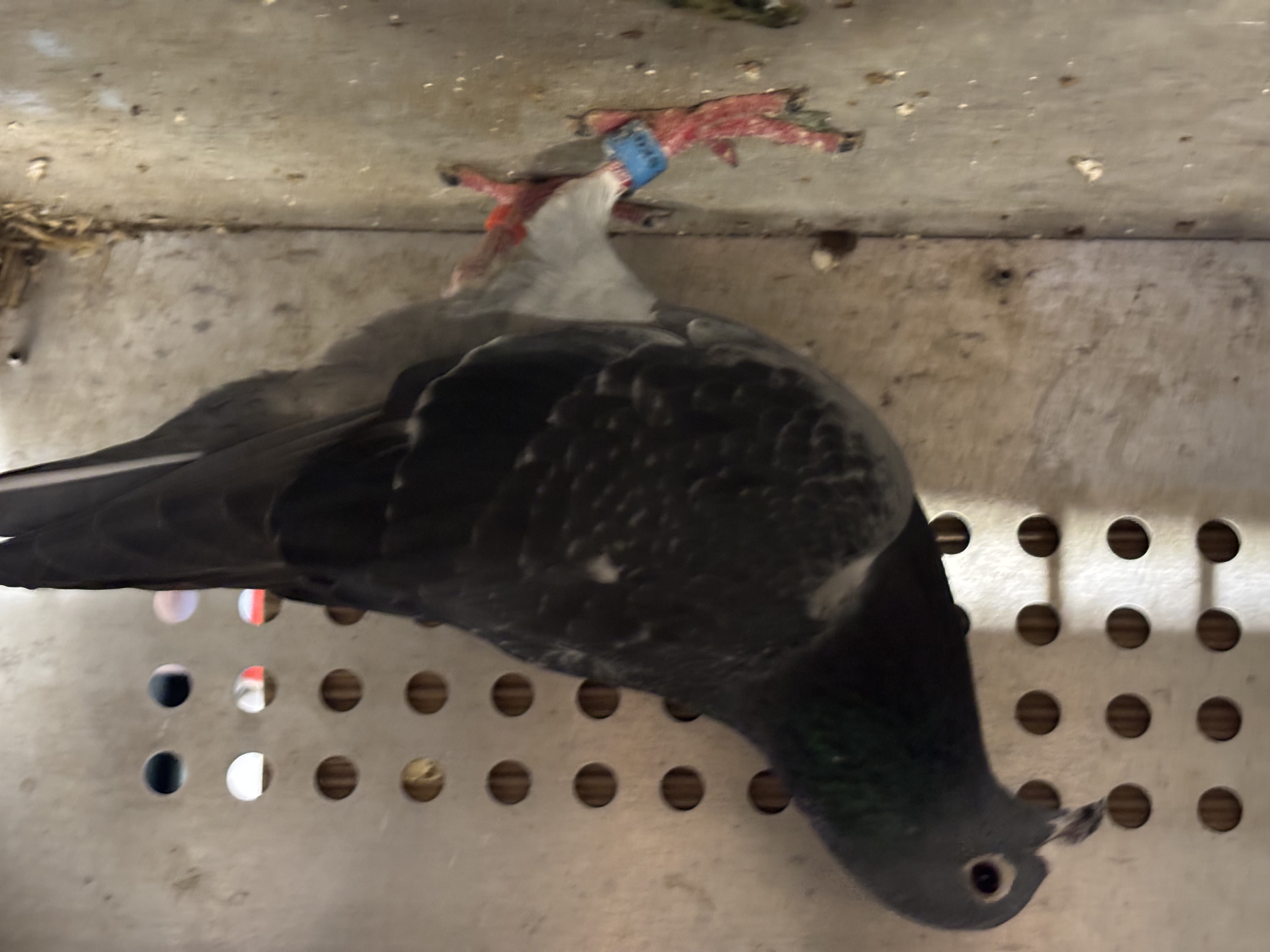 Super cross jan aarden x Van wanroy 