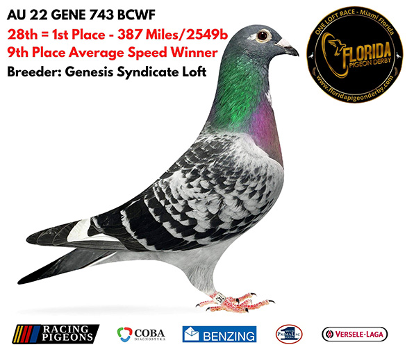 AU25-630(Hen) Full Sibling e1st FL Pigeon Derby