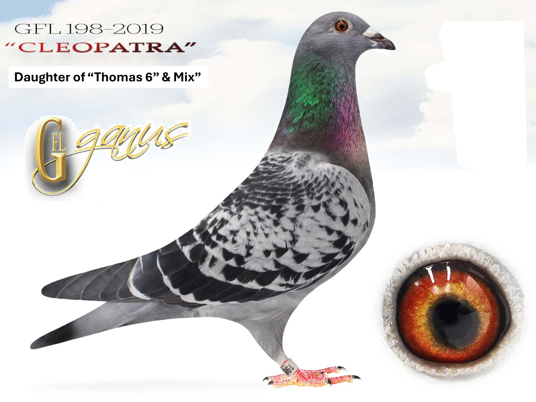 Daughter of Thomas 6 & Mix (GFL Legends)