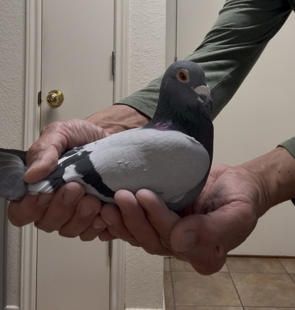 AU 24 JEDD 24551 BBC