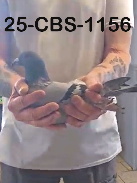 25-CBS-1156 Blue splash cock. 