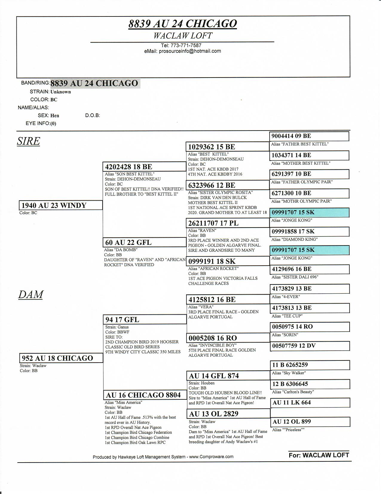 ipigeon-racing-pigeon-auction