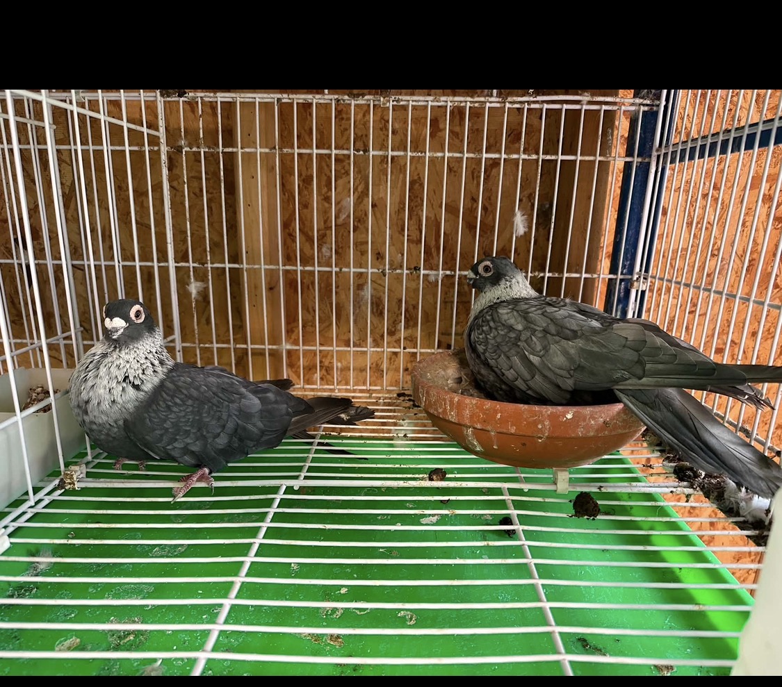 Egyptian Swift Pigeons