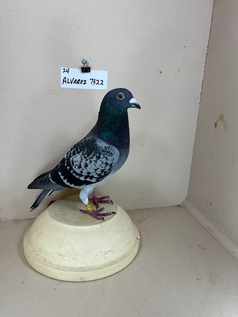 Lot 65 - AU-24-ALVAREZ-7322    Dark Check   Cock