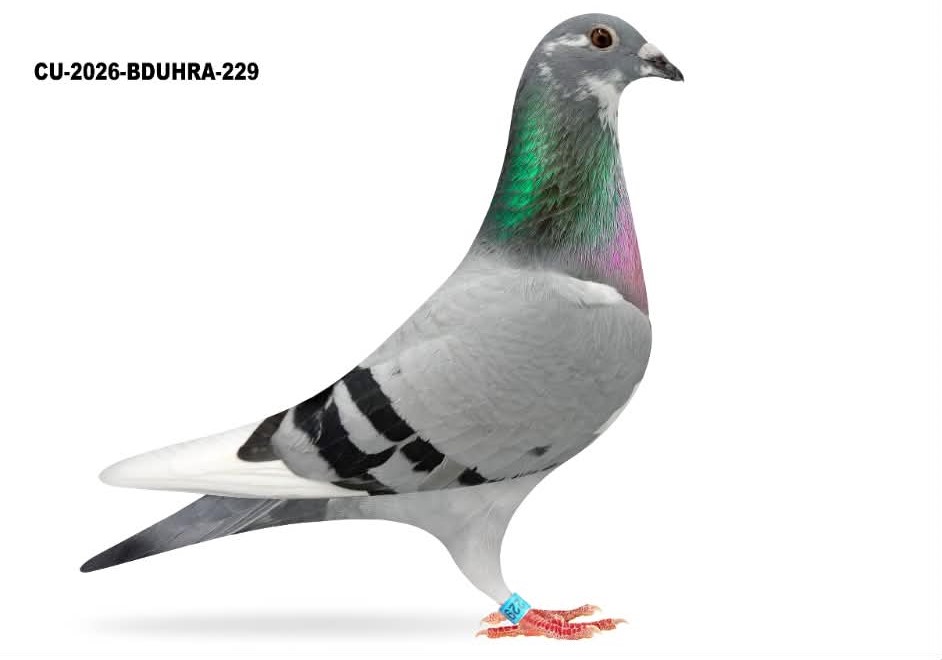CU 26 BDUHRA 229 BBspl H