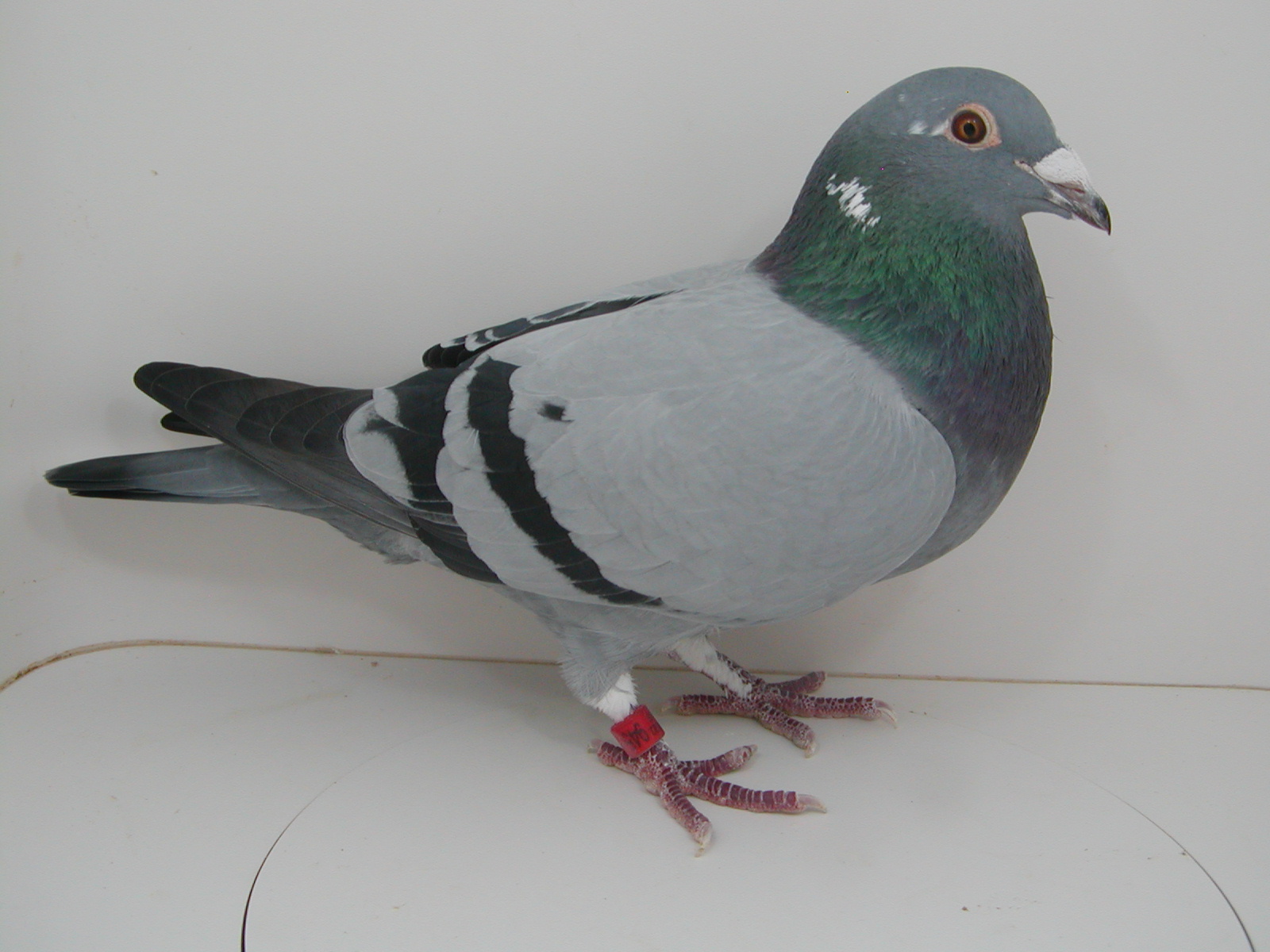 AU 22 JEDDS 945 "DIRECT FROM 2 OLR WINNERS"