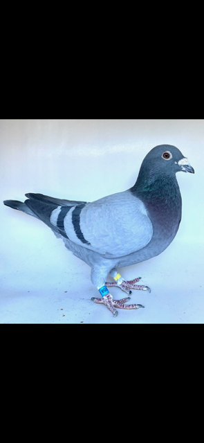 BE21-6129058 BB Cock