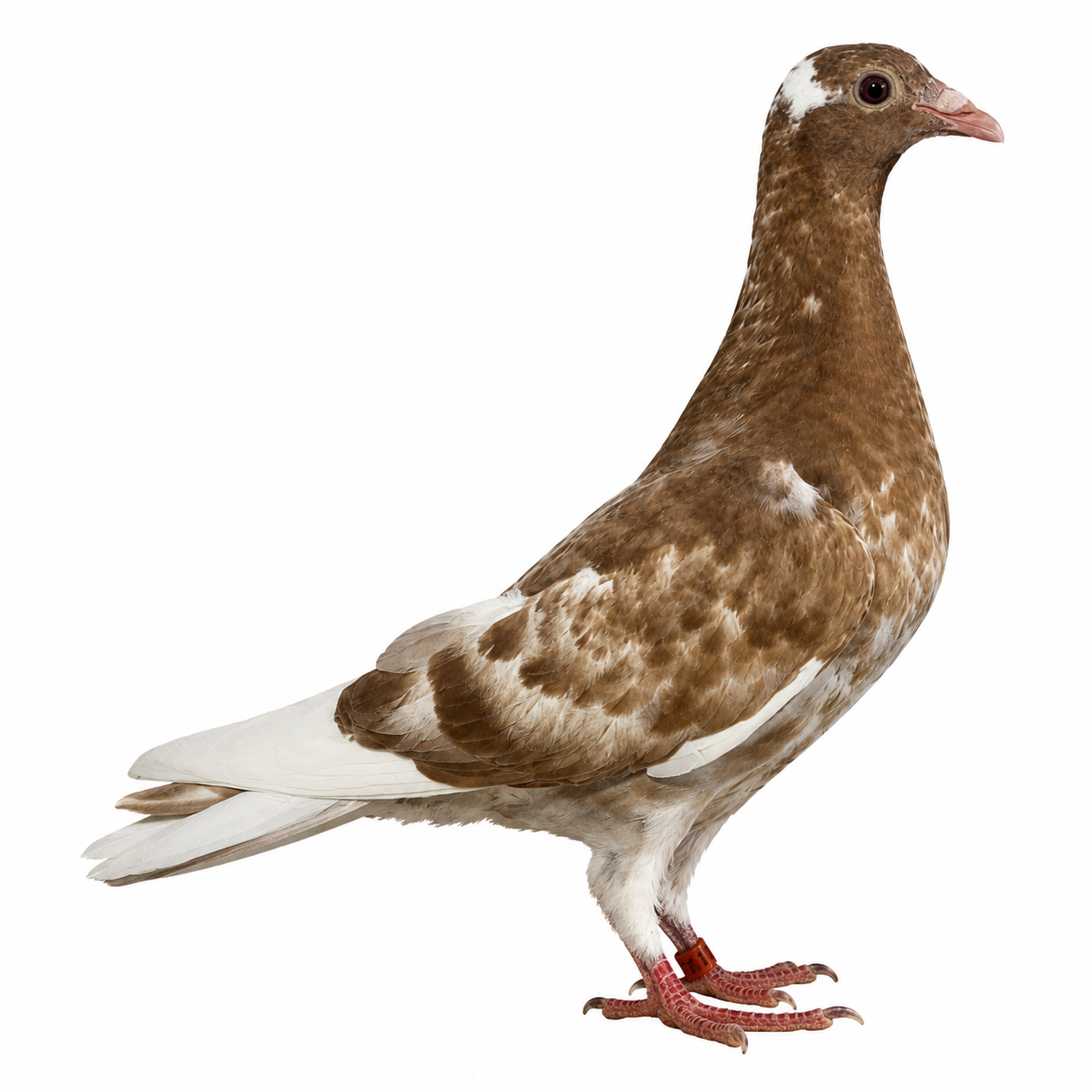 Choco recessive reds 402