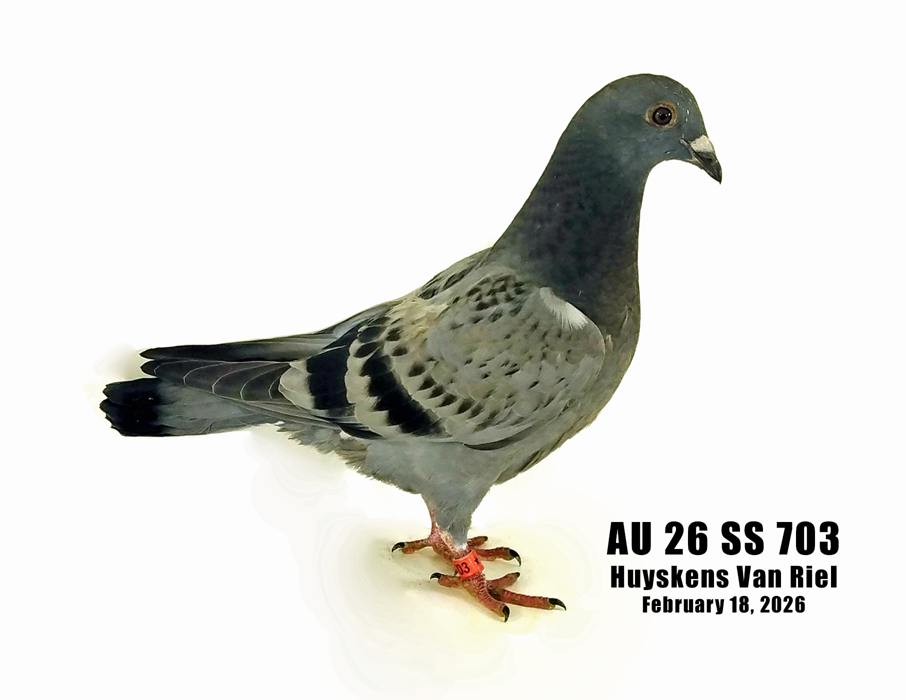 AU 26 SS 703 100% Huyskens Van Riel young bird