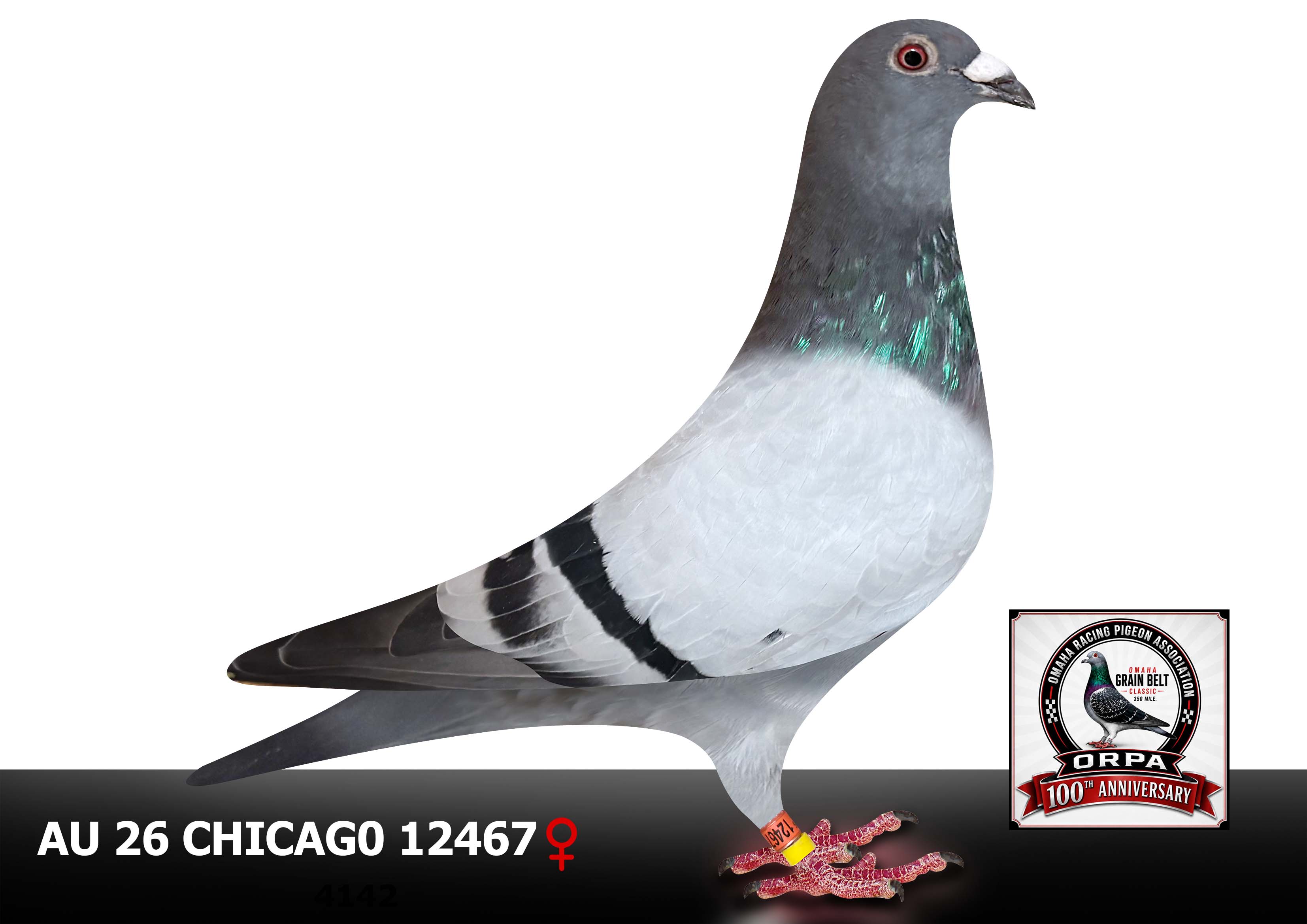 AU 26 Chicago 12467 Cock