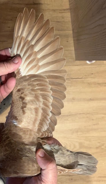 Preview Image 2