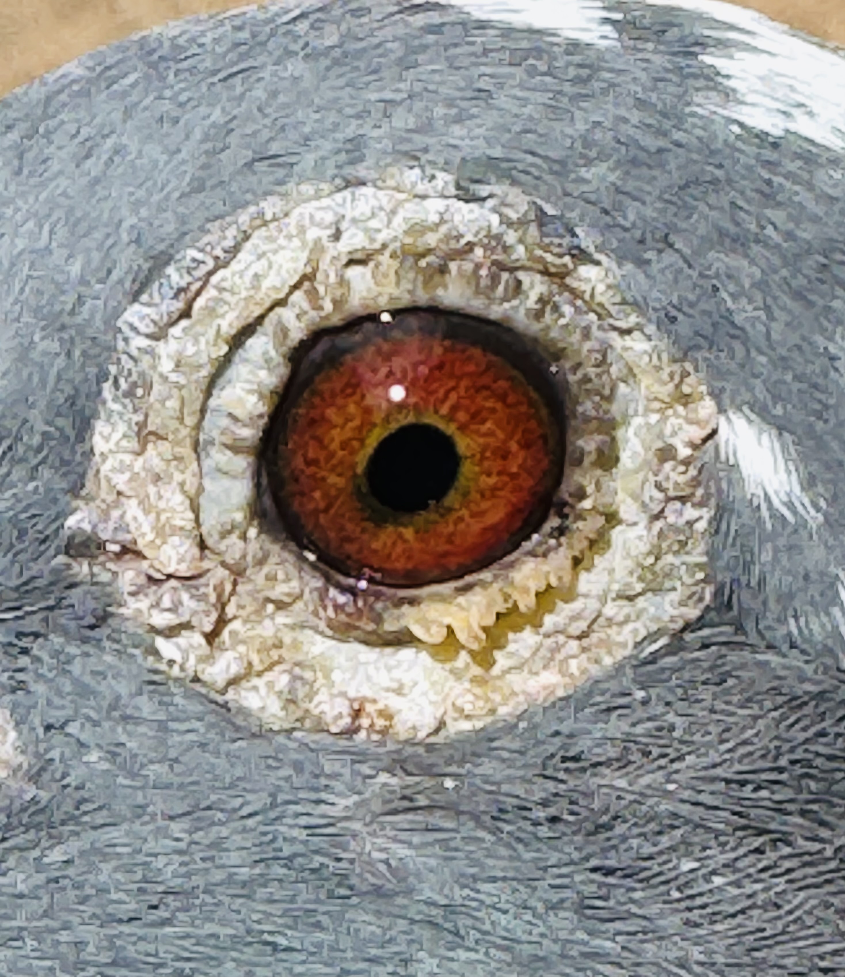 Preview Image 3