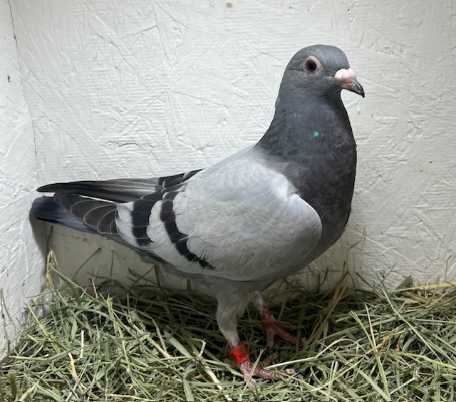 26-CDR-6933 BB Hen