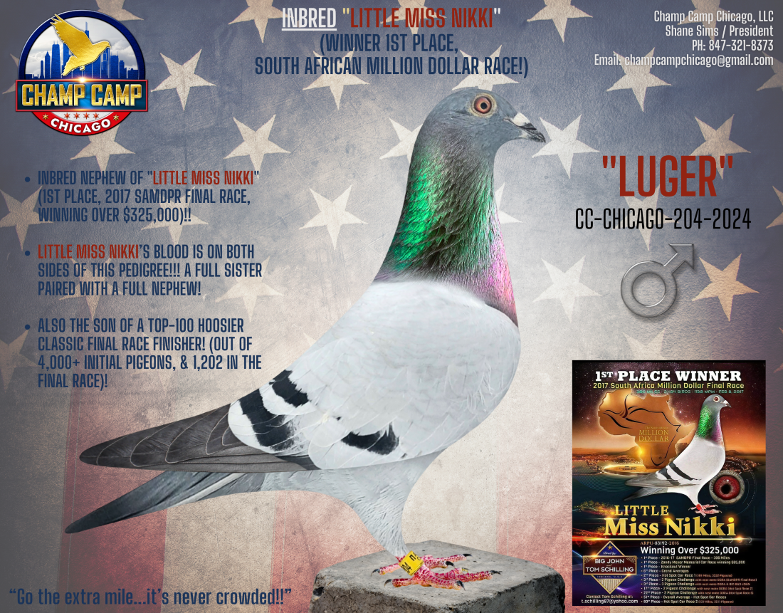 Inbred LITTLE MISS NIKKI!! South African Million Dollar Race Winner, and Breeder of Champions!!