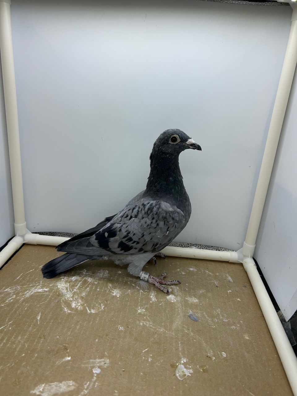 Very Very inbred Gold Star Legend