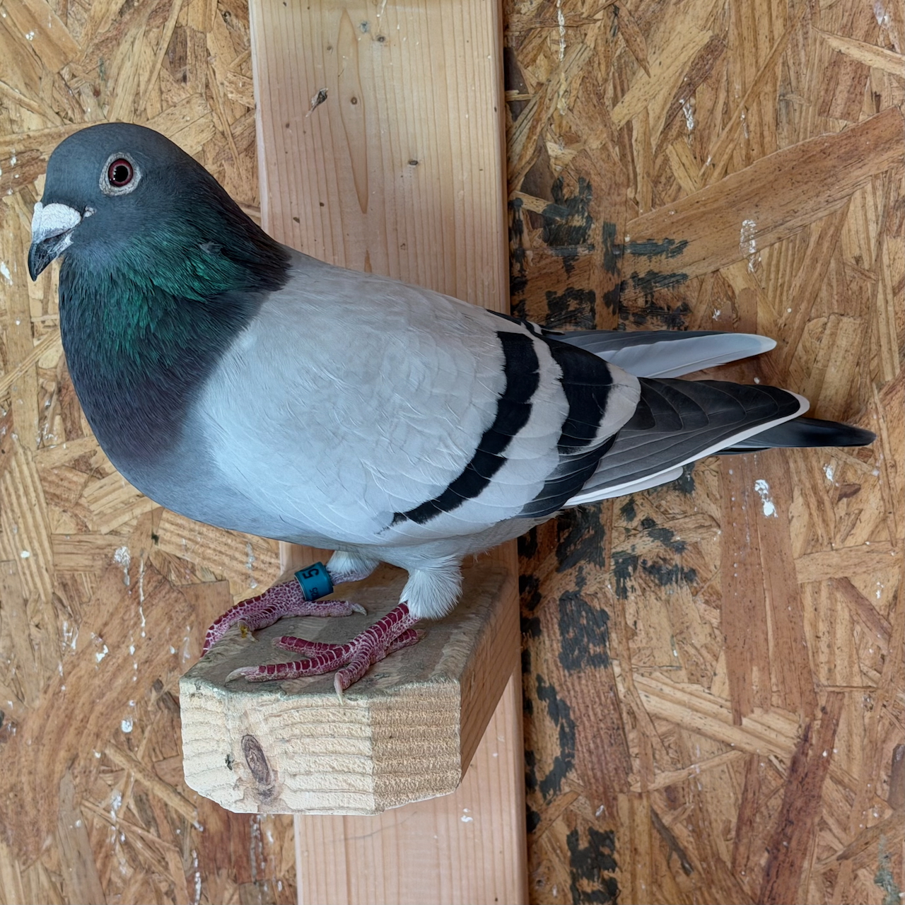 AU 25 GBL 502 BBWF Cock