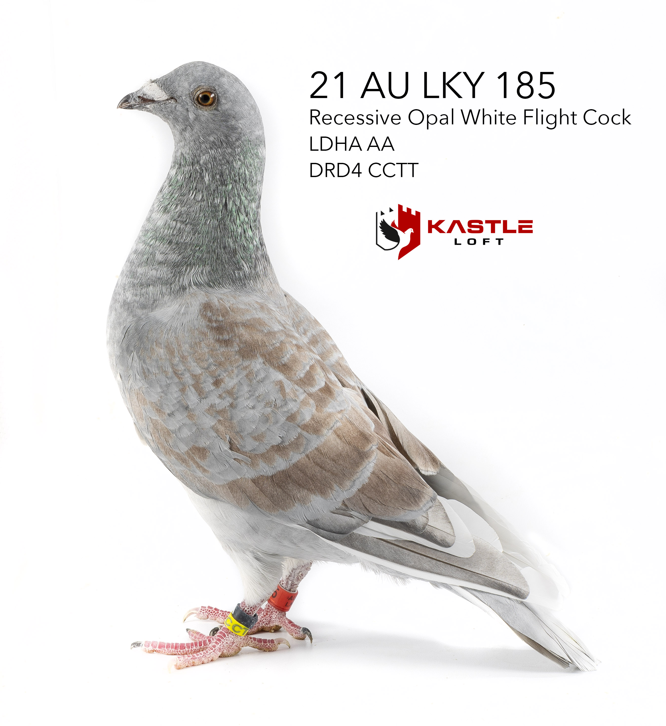 Recessive Opal LDHA AA, DRD4 CCTT Gaby