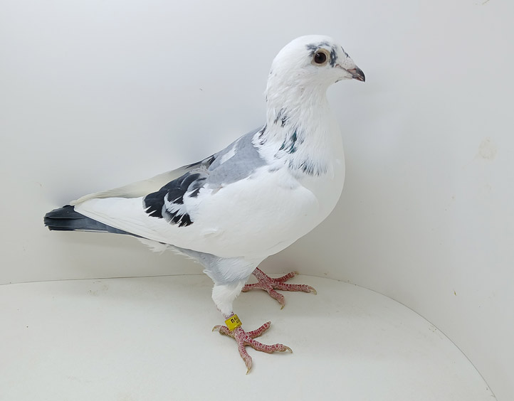 Super Nice Inbred Thomas 6 Cock