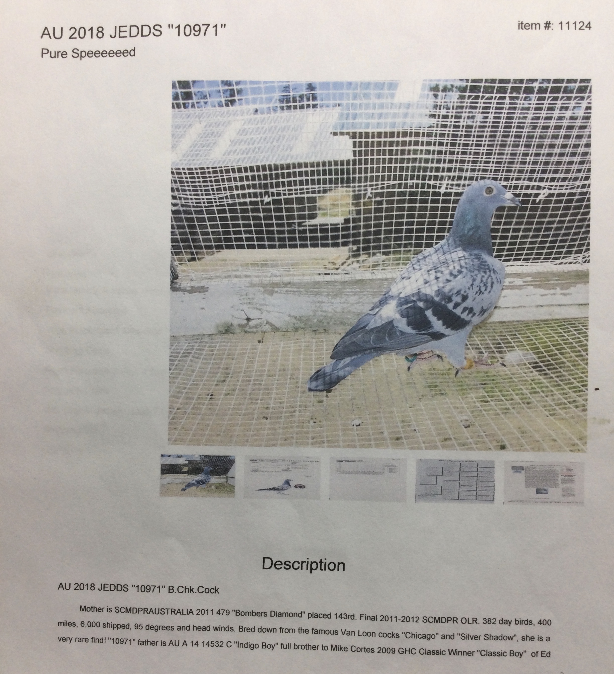 iPigeon.com - Racing Pigeon Auction