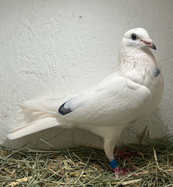 20-CDR-909 Grizzle Hen 