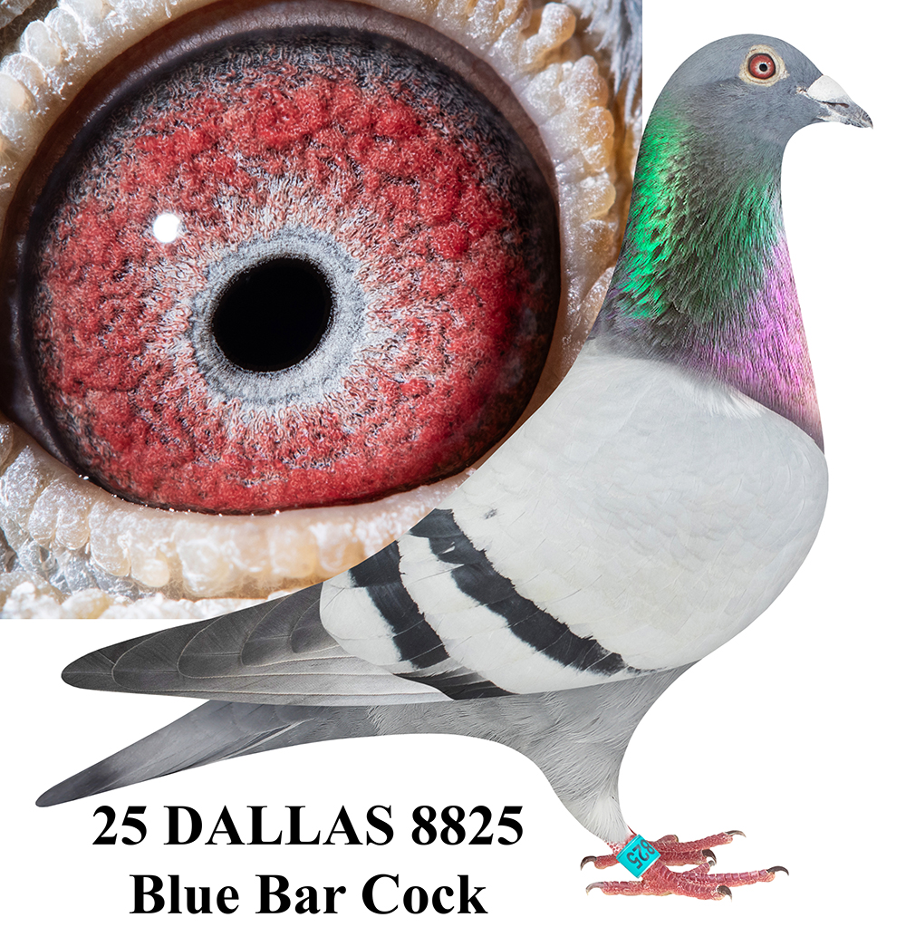 AU 2025 DALLAS 8825 BB C