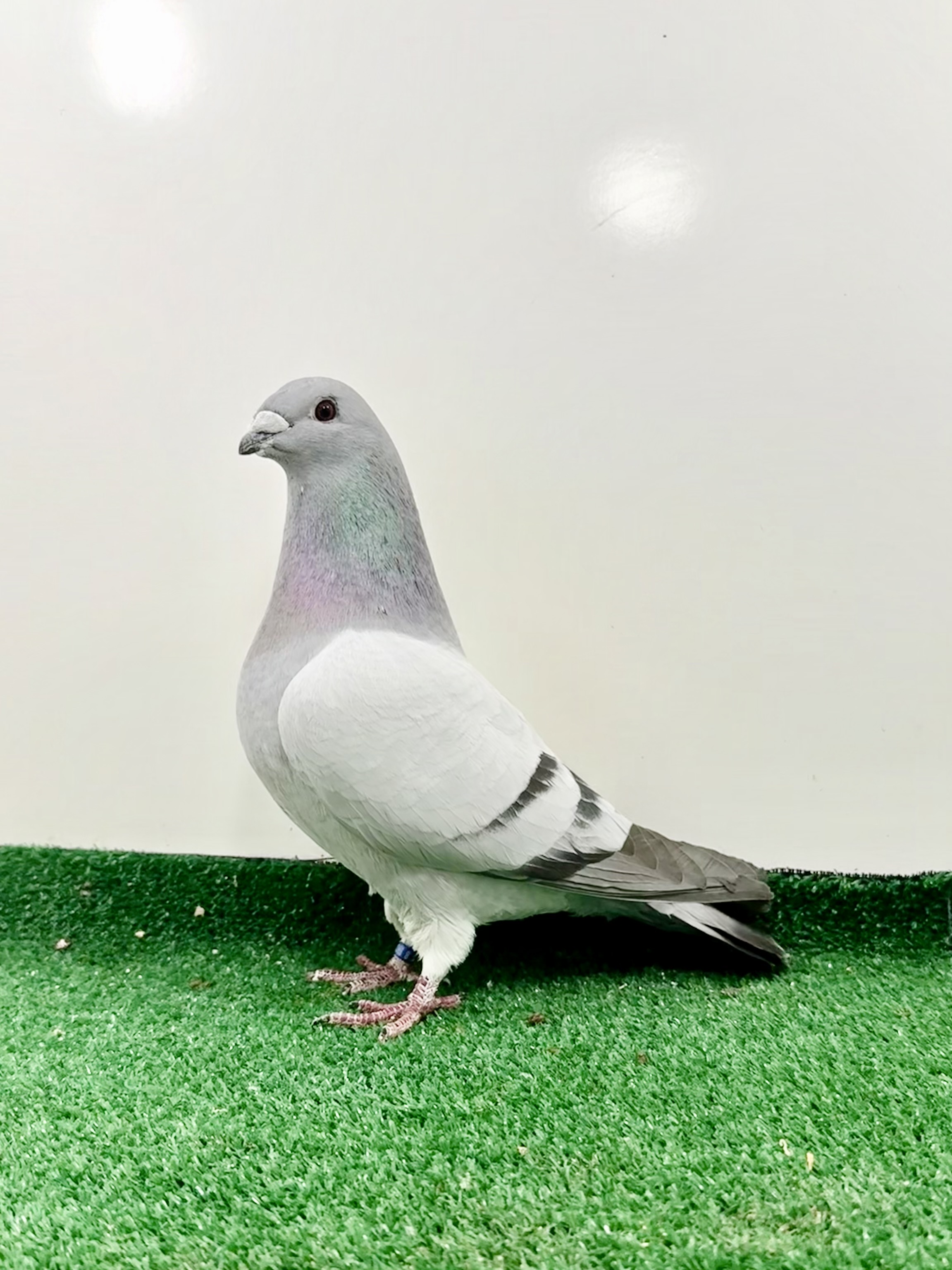 Beautiful show cock . Super nice pigeon ready to breed or show 