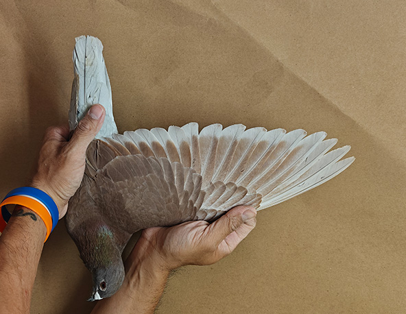 Preview Image 3