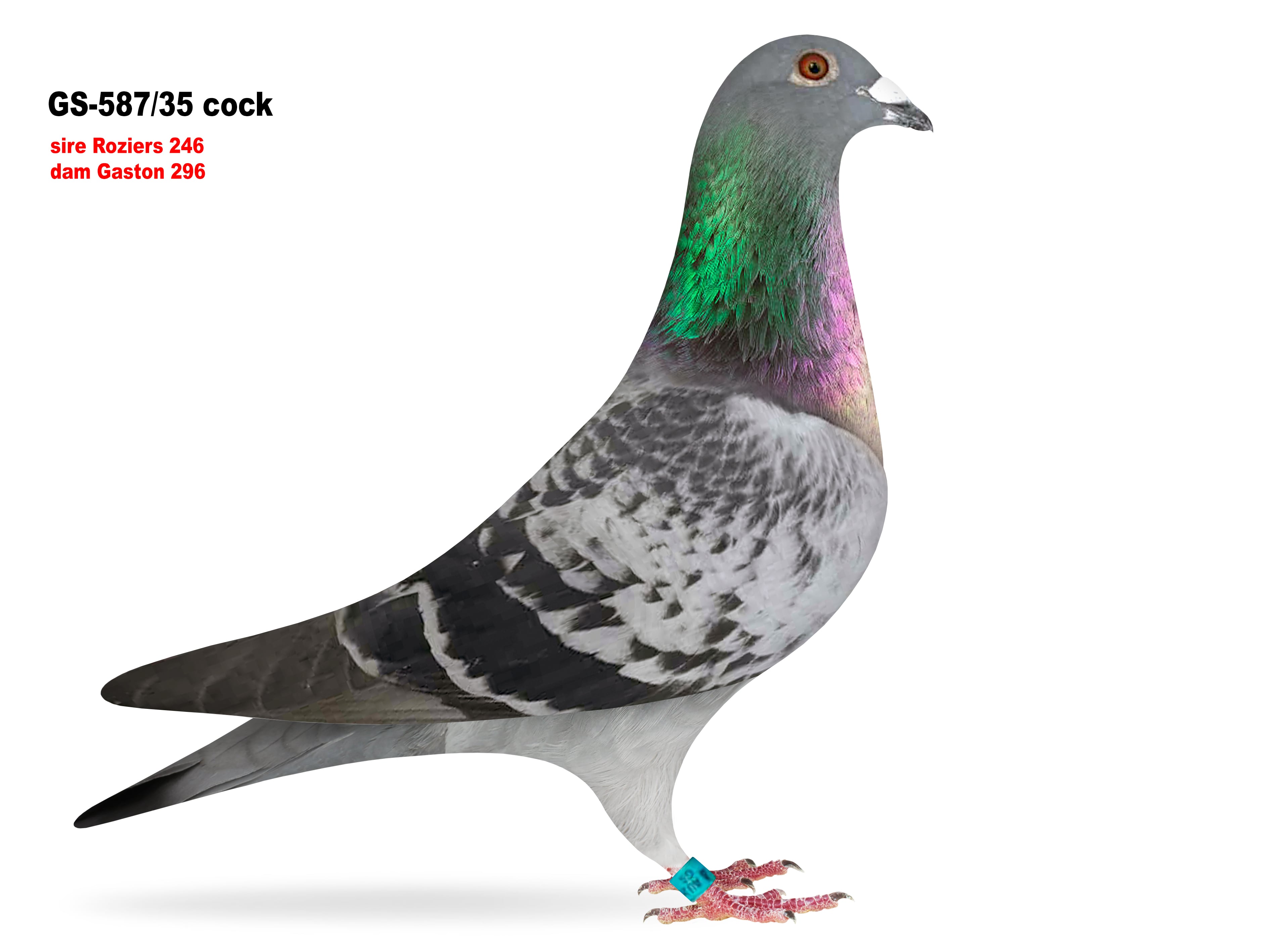 GS-587/25 Roziers /Gaston cock