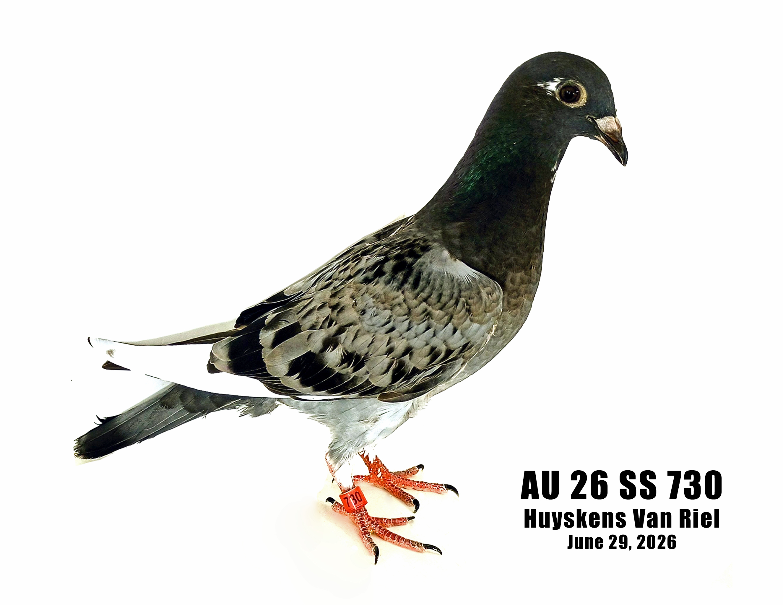 AU 26 SS 730 100% Huyskens Van Riel young bird