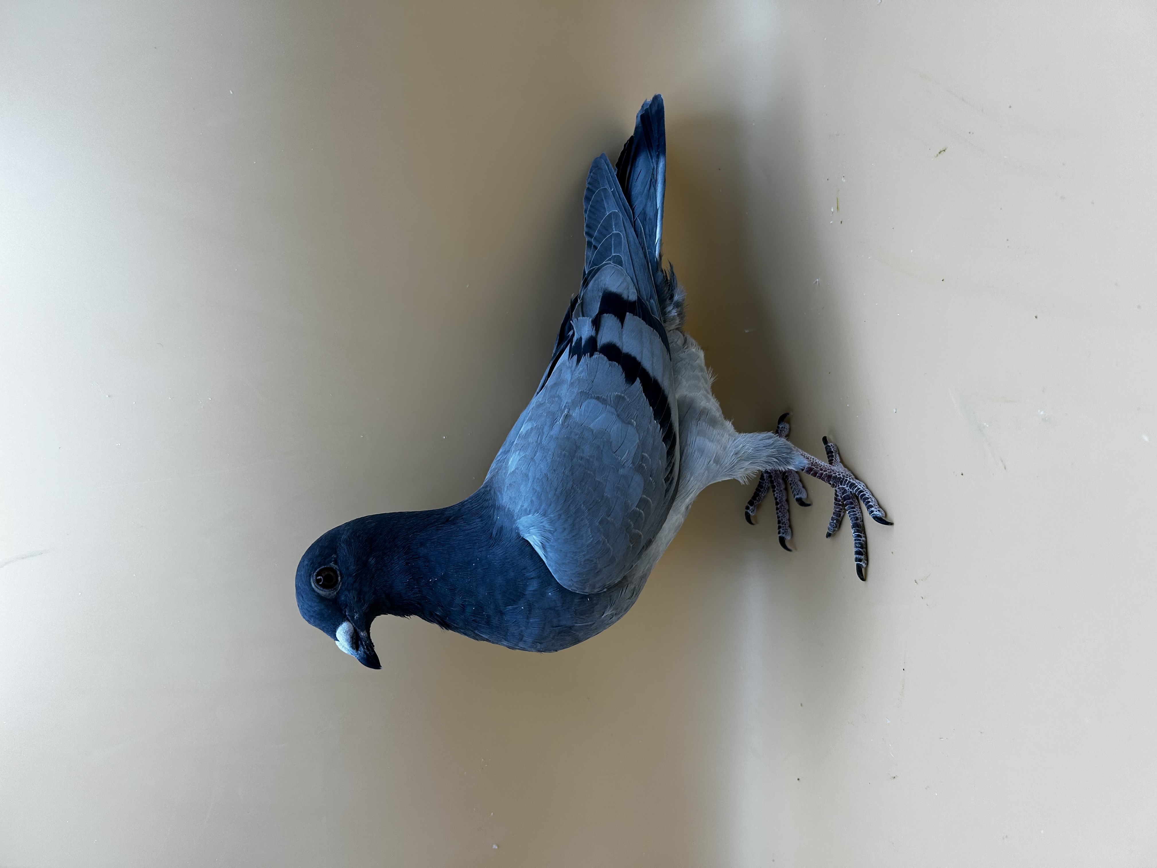 DOUBLE GRAND DAUGHTER OF “AIR CAPTAIN”