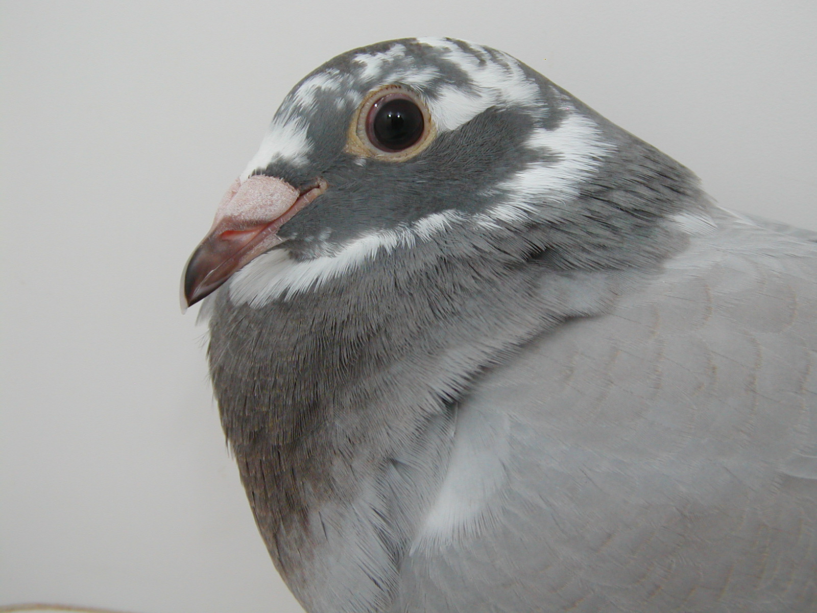 Preview Image 3