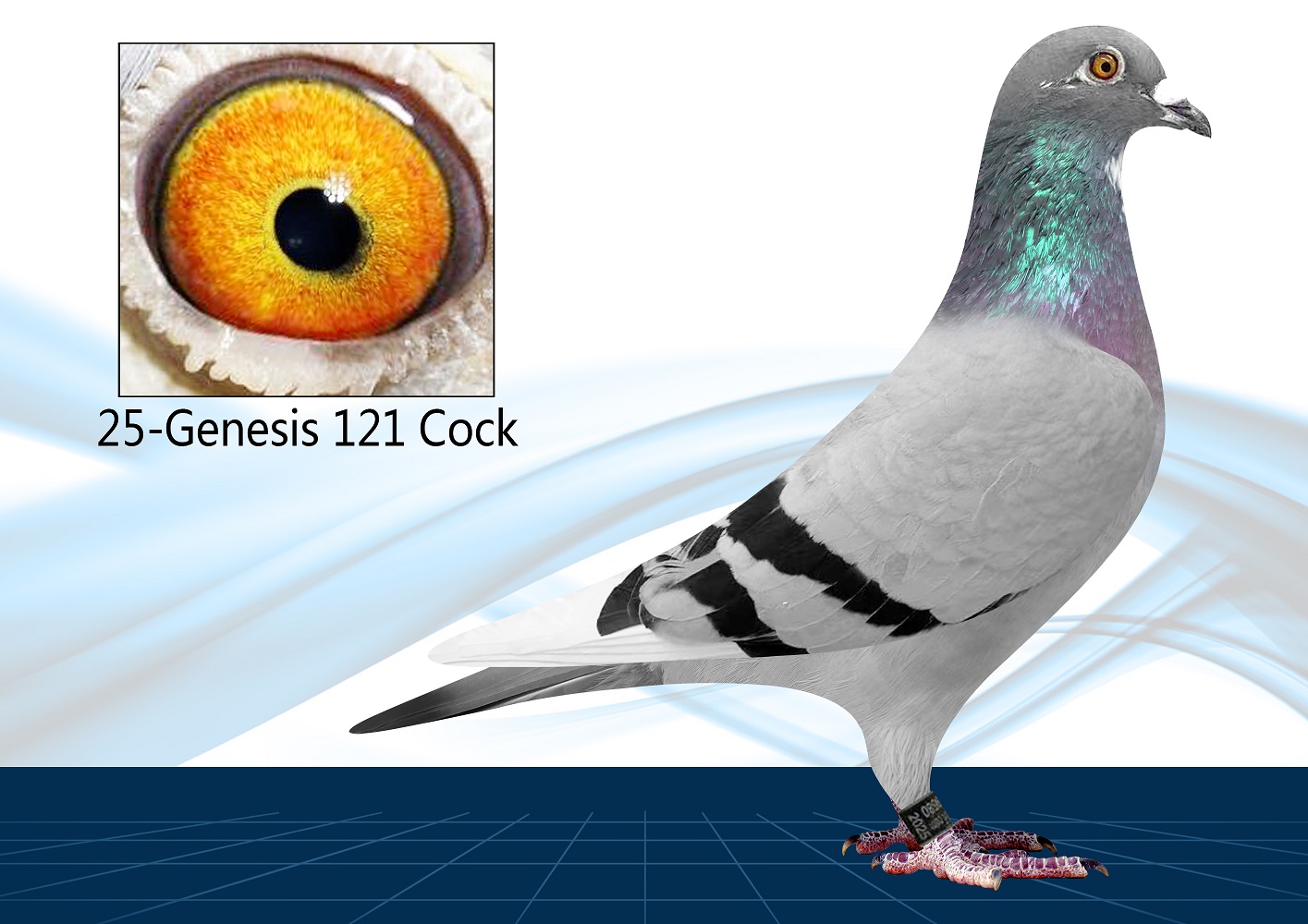 25-121(Cock) Inbred Surebet