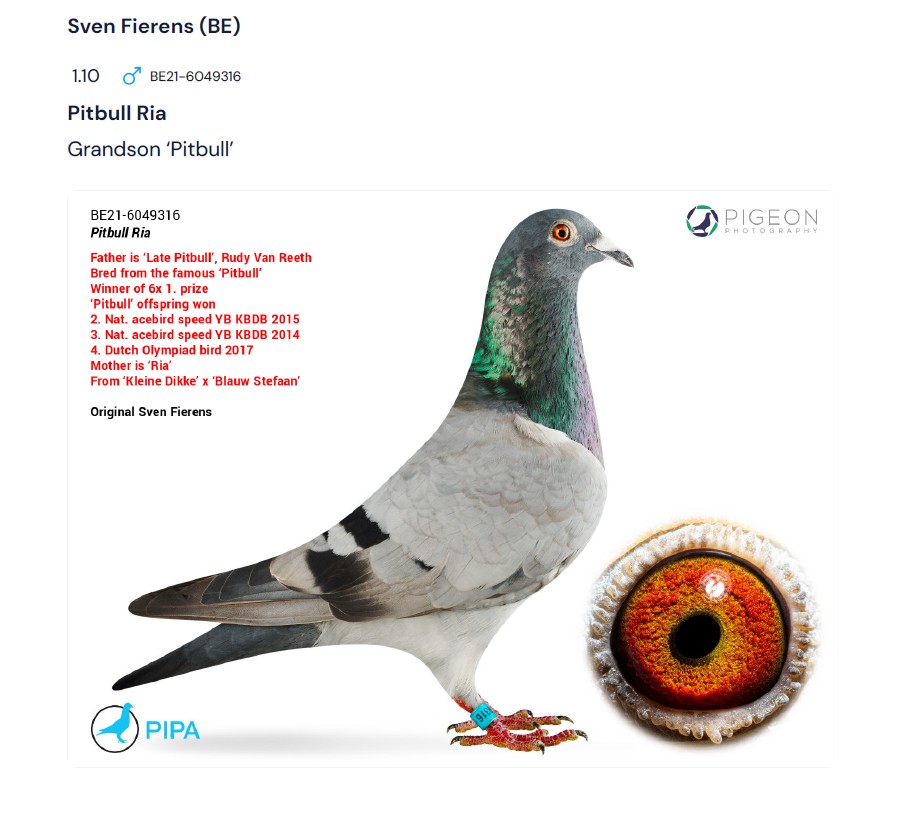 21 BE 6049316 BB C Grandson of PITBULL