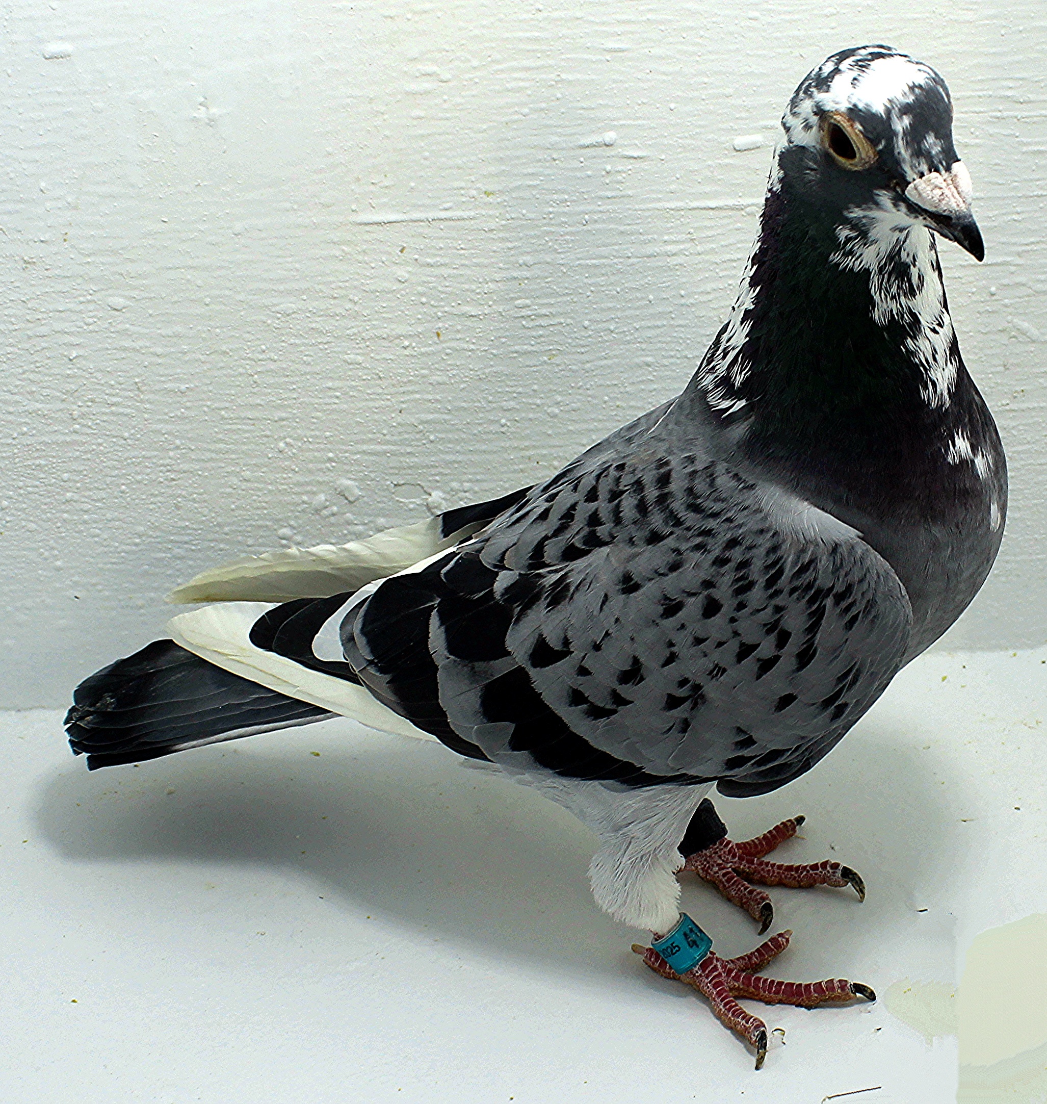 AU 41468 AA 2025 Pure Hansenne